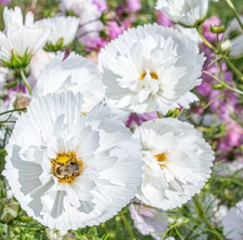 Kosmeja “Cupcake’s White”